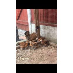 Selection of chickens