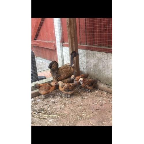 Selection of chickens