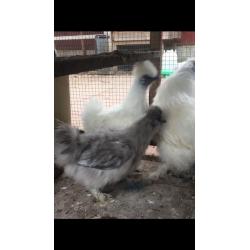 Selection of chickens