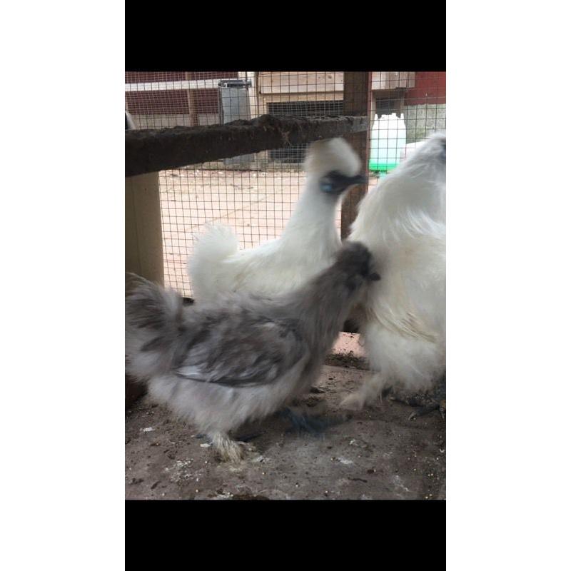 Selection of chickens