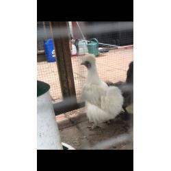 Selection of chickens