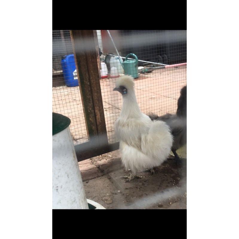 Selection of chickens