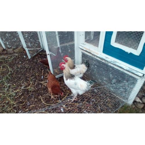 FREE 2 white cockerals. 17 weeks old.