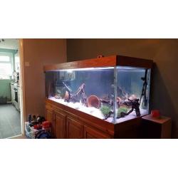 6ft Fish tank and Tropical Fish - Cichlids