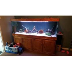 6ft Fish tank and Tropical Fish - Cichlids