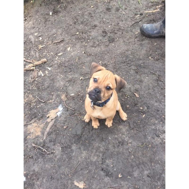 Harley