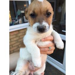 Jack Russell Puppies