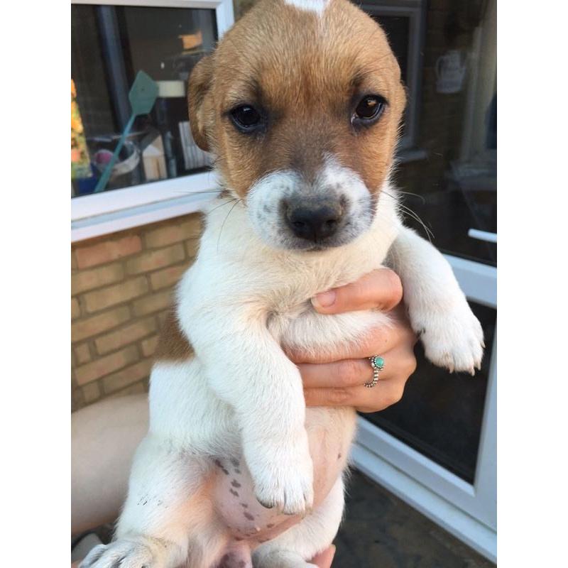 Jack Russell Puppies