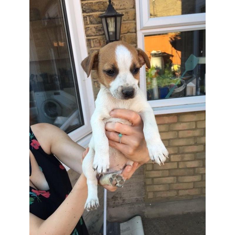 Jack Russell Puppies