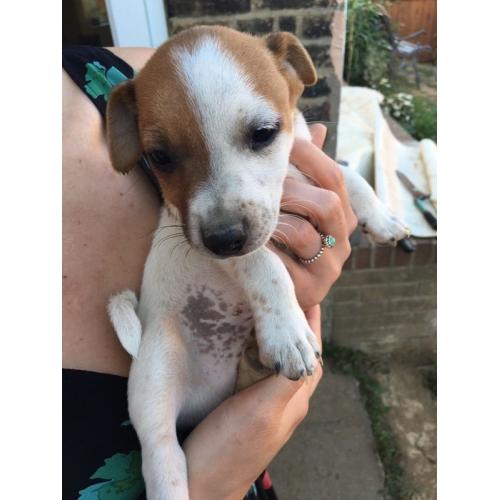 Jack Russell Puppies