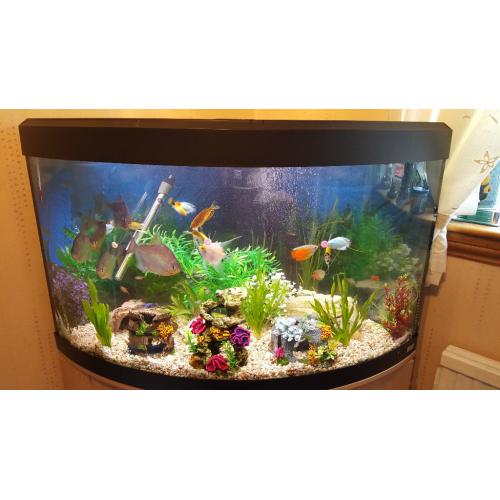 200 litre corner tropical fish tank
