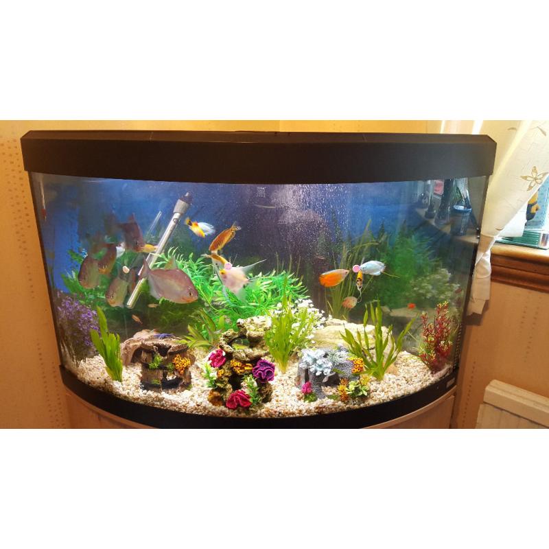 200 litre corner tropical fish tank