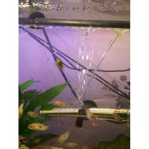 Jewel tropical fish