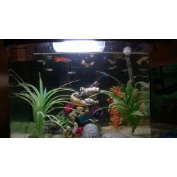 fish box tank and fish for sale