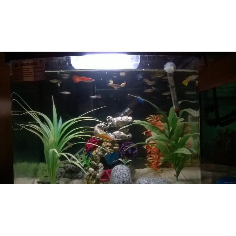 fish box tank and fish for sale