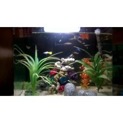 fish box tank and fish for sale