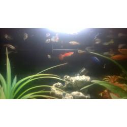 fish box tank and fish for sale
