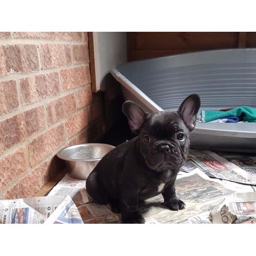 French Bulldog Puppies KC Registered, 1 Boy and 1 Girl