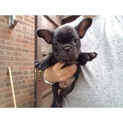 French Bulldog Puppies KC Registered, 1 Boy and 1 Girl