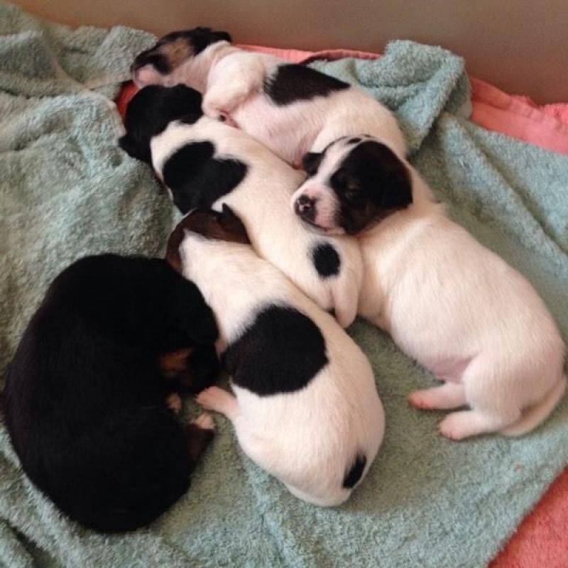 PUPPIES pinscher X jack russell