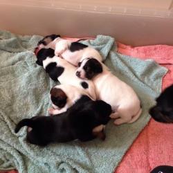 PUPPIES pinscher X jack russell