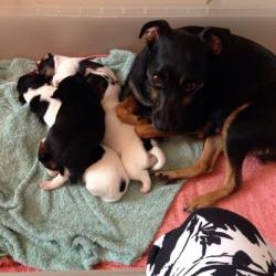 PUPPIES pinscher X jack russell