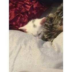Kitten