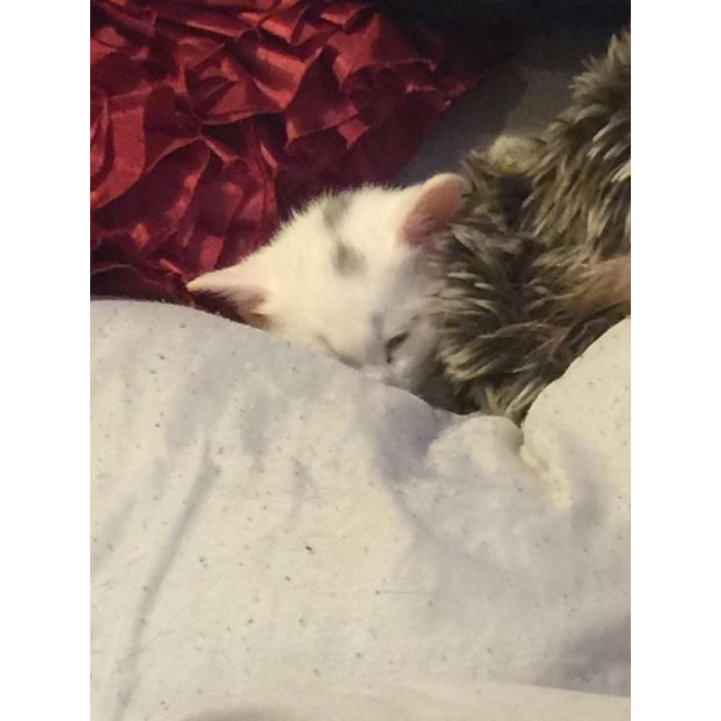 Kitten