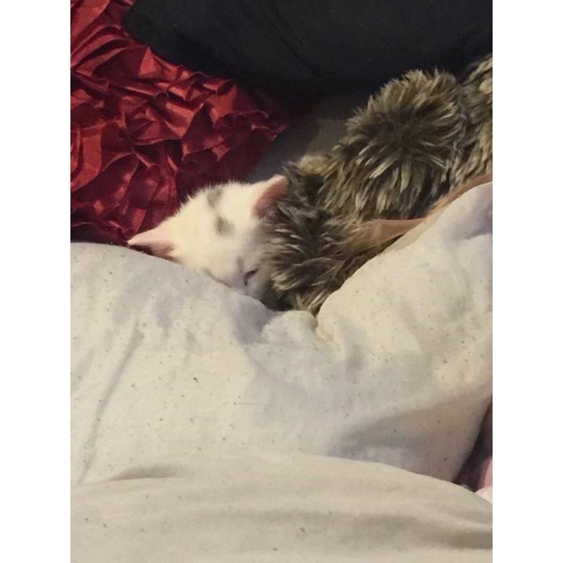 Kitten