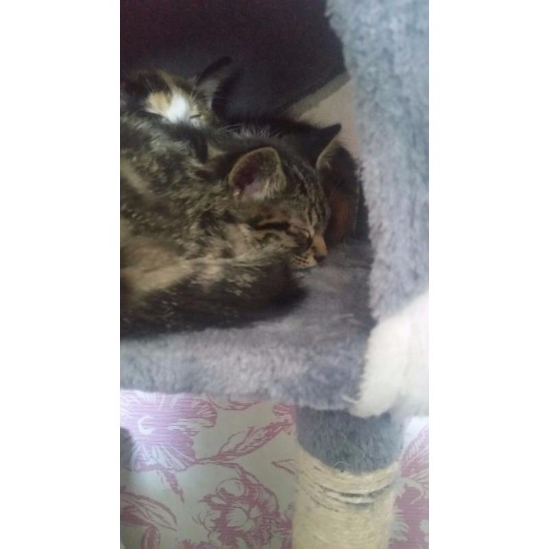 Kitten ready to go home now