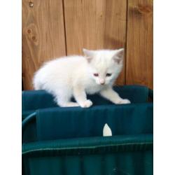 Kittens