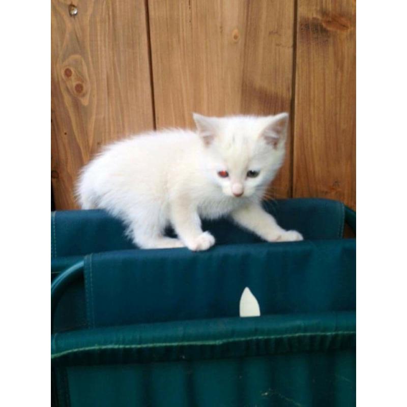 Kittens