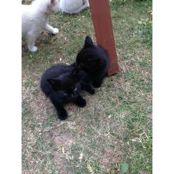 Kittens