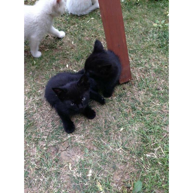 Kittens