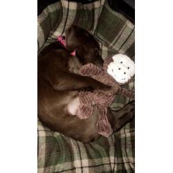 Chocolate Labrador Puppy