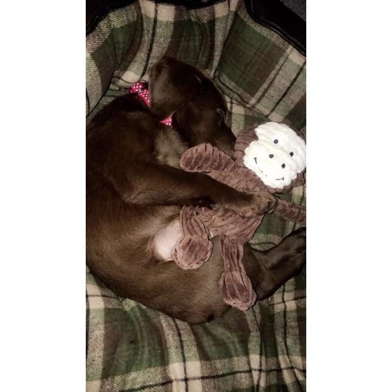 Chocolate Labrador Puppy