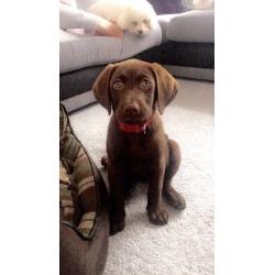 Chocolate Labrador Puppy