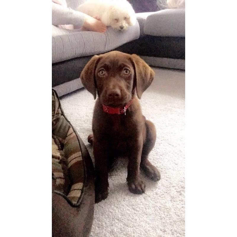 Chocolate Labrador Puppy