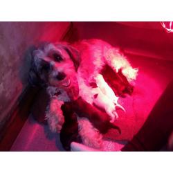 Tibetan terrier puppies Scotland