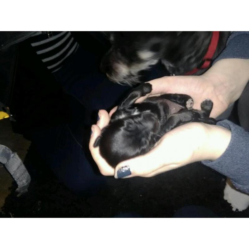 Tibetan terrier puppies Scotland