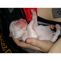 Tibetan terrier puppies Scotland