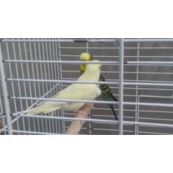 Stunning Pair of budgies with cage £60