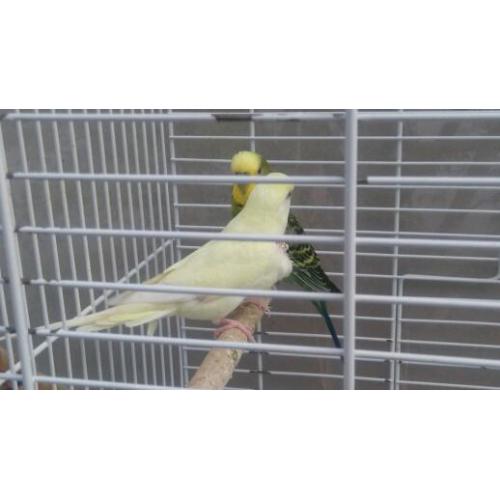 Stunning Pair of budgies with cage £60