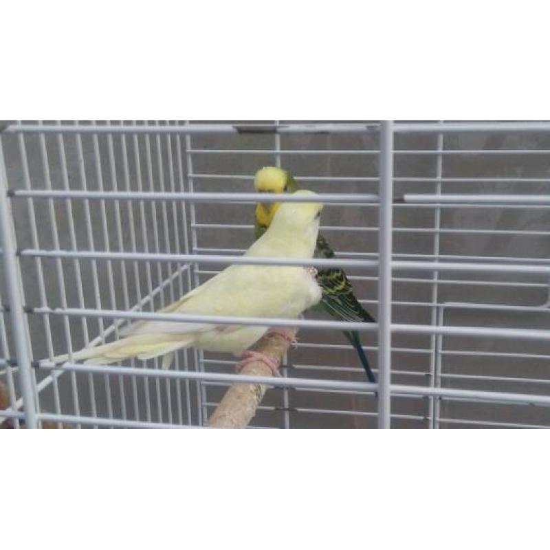 Stunning Pair of budgies with cage £60