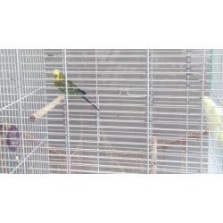 Stunning Pair of budgies with cage £60