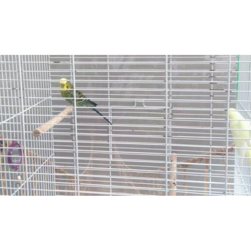 Stunning Pair of budgies with cage £60