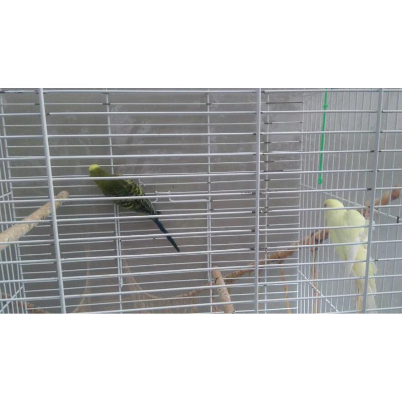 Stunning Pair of budgies with cage £60