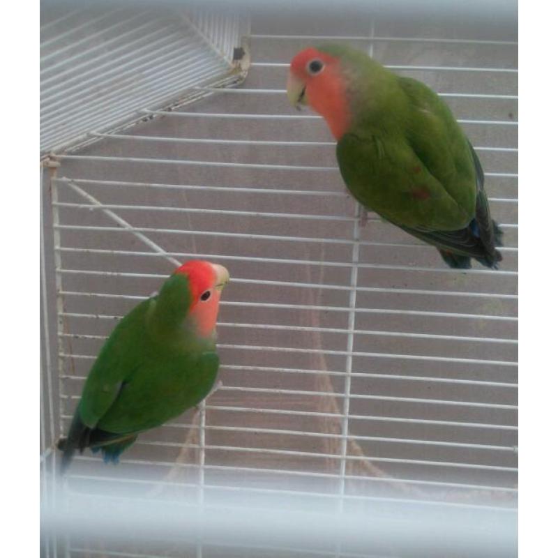 Stunning Pair of lovebirds pastel colours comes with their cage £90