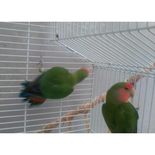 Stunning Pair of lovebirds pastel colours comes with their cage £90