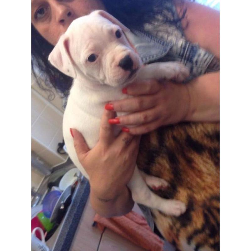 Cross boxer staff puppys